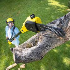 Best Tree Preservation Services  in Surfside Beach, SC