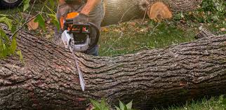 How Our Tree Care Process Works  in  Surfside Beach, SC